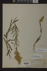 Solidago missouriensis image