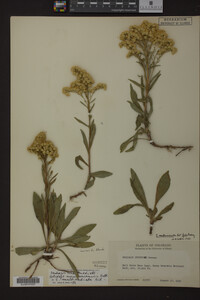 Image Associated With the Occurrence