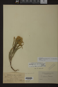 Image Associated With the Occurrence