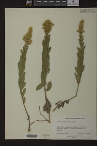 Solidago mollis image