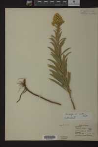 Solidago mollis image