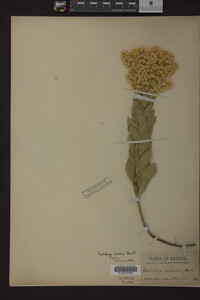Solidago mollis image