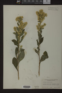 Solidago mollis image