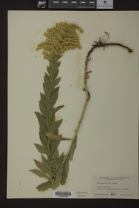 Solidago mollis image