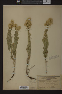 Solidago mollis image