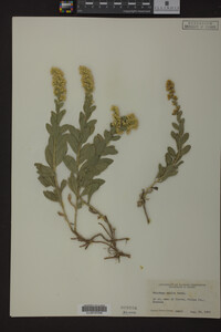 Solidago mollis image
