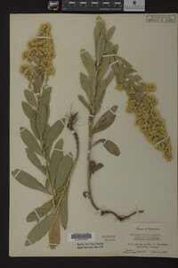 Solidago mollis image