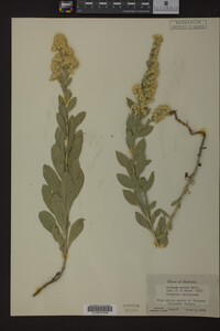 Solidago mollis image
