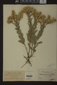 Solidago mollis image