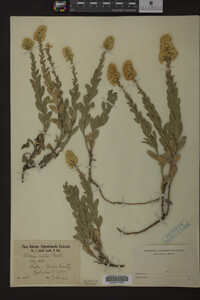 Solidago mollis image