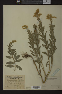 Solidago gilvocanescens image