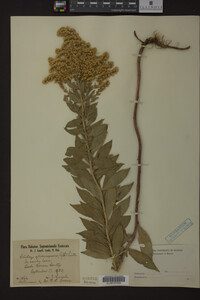 Media resource of Solidago gilvocanescens