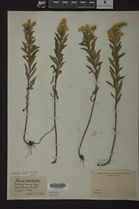 Solidago mollis image