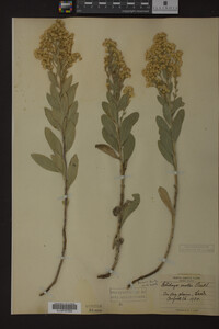 Solidago mollis image