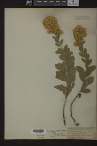 Solidago mollis image