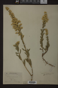 Solidago mollis image