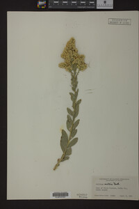 Solidago mollis image
