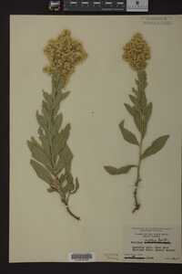Solidago mollis image