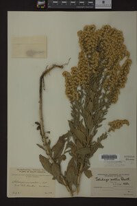 Solidago mollis image