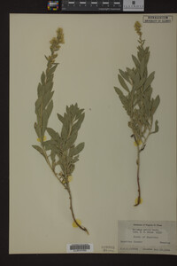 Solidago mollis image