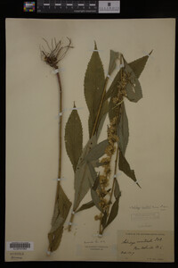Solidago curtisii image