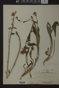 Solidago multiradiata image