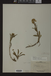 Solidago multiradiata image