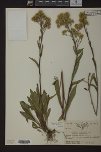 Solidago multiradiata image