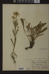 Solidago multiradiata image
