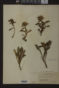 Solidago multiradiata image
