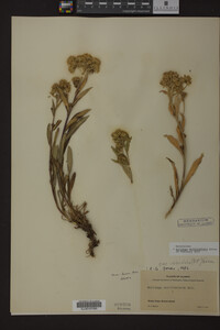 Solidago multiradiata image