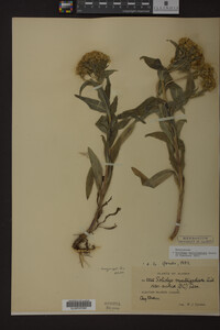 Solidago multiradiata image