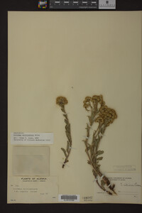 Solidago multiradiata image