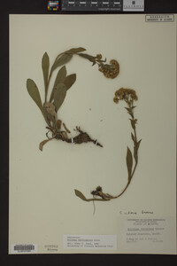Solidago multiradiata image