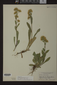 Solidago multiradiata image