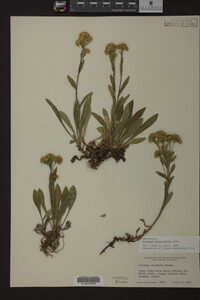 Solidago multiradiata image