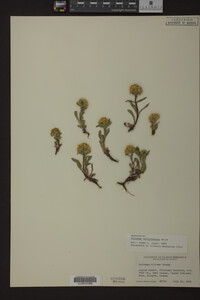Solidago multiradiata image