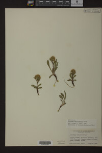 Solidago multiradiata image