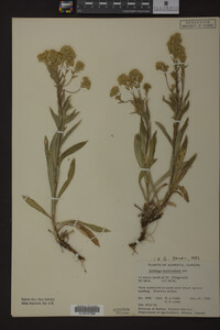 Solidago multiradiata image