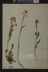 Solidago multiradiata image