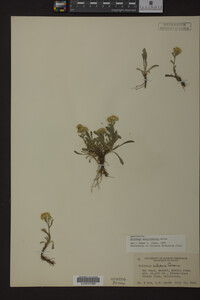 Solidago multiradiata image