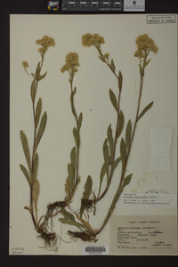 Solidago multiradiata image
