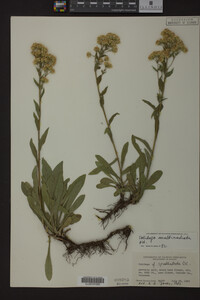 Solidago multiradiata image
