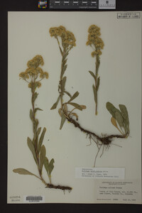 Solidago multiradiata image