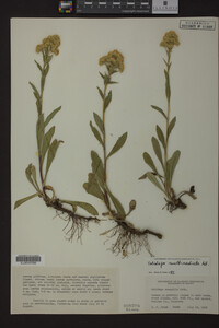 Solidago multiradiata image