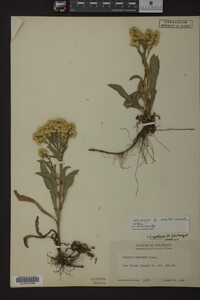 Solidago multiradiata image