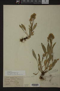 Solidago multiradiata image