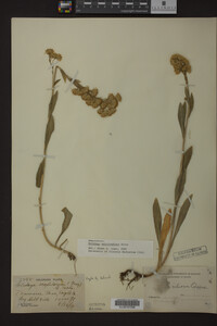 Solidago multiradiata image