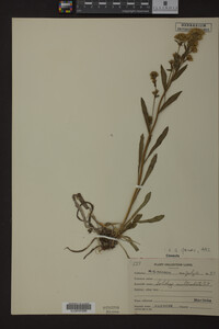 Solidago multiradiata image