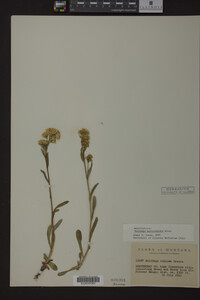 Solidago multiradiata image